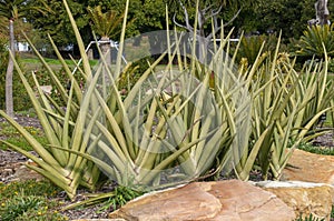 Clump of sansevieria ehrenbergii in garden