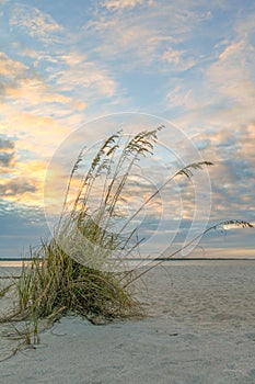 A clump of seagrass on the beach with sunlit clouds