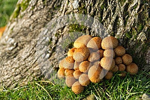 Clump of Shaggy Scalycap (Pholiota squarrosa) fungi.