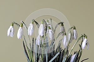 Clump of the snowdrops
