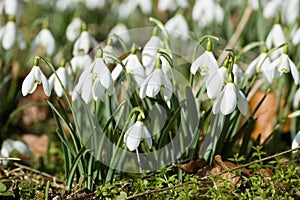 Clump of Snowdrops in Spring