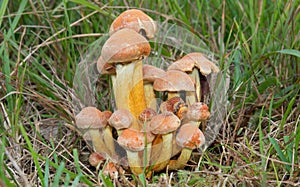 Clump of Sulphur tuft mushrooms