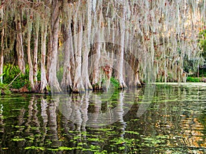 Clump of swamp cypress trees reflected in saltwater swamp