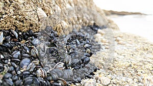 A clump of tightly packed mussels attached to a rock face photo