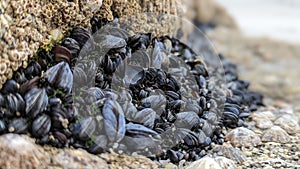 A clump of tightly packed mussels nestled into a rock face photo