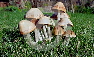 Clump of toadstools on urban house lawn.