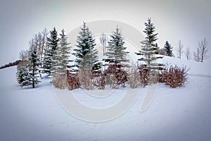 Grupo de árboles en empinado la nieve 