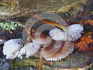 Clump of Wild Mushrooms Showing Tops and Underside