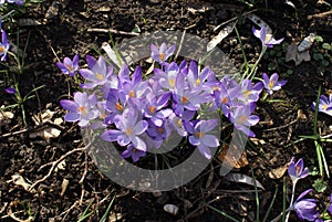 Grupo de Salvaje púrpura azafrán flores 