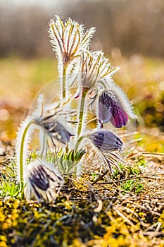 Clump of wind flowers, meadow anemone, pasque flowers