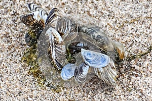 Clump of Zebra Mussels on Beach