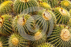 Clumping Barrell Cactus