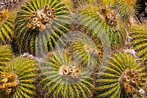 Clumping Barrell Cactus