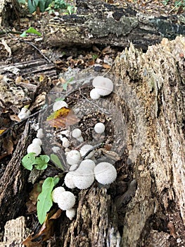 A Clumping of Mushrooms