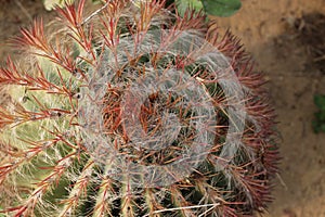 Clumps of cacti in the Atacama Desert.