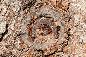 Clumps of firebug on the bark of a tree