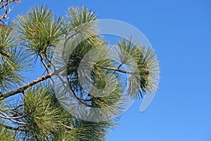CLUMPS OF GREEN NEEDLES ON A BRANCH OF A PINE TREE
