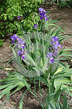 Clumps of irises with violet flowers