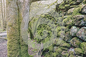 Clumps of moss on stones and trees at White Moss Walks, Lake District National Park in South Lakeland, England, UK