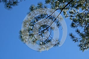 CLUMPS OF PINE NEEDLES ON A BRANCH AGAINST BLUE SKY