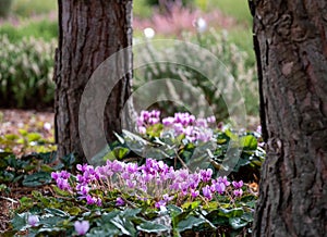 Clumps of pink cyclamen flowers growing under a tree, photographed in the RHS Wisley garden, Surrey UK. photo