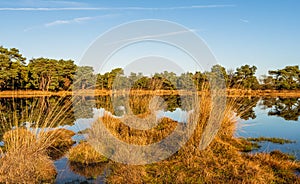 Clumps of reeds reflected in the mirror smooth water surface