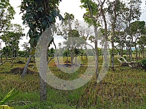 The clumps of rice plants are yellowish green after harvest. The surrounding mahogany trees have green leaves