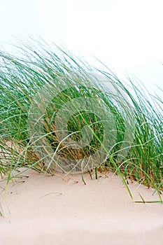 Clumps of sea grass