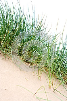 Clumps of sea grass