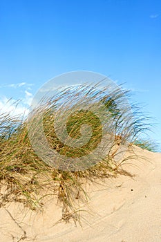 Clumps of sea grass
