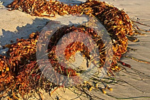 Clumps of seaweed on a sandy beach.