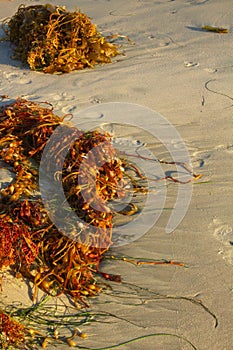 Clumps of seaweed on a sandy beach with footprings in the sand.