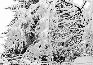 Clumps Of Snow Abstract 3