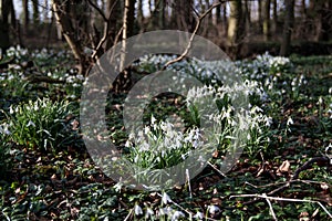 Clumps of snowdrops in woodland setting
