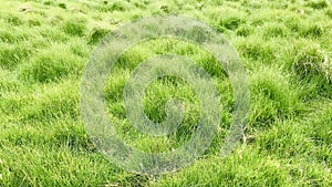 Clumps of thick grasses are swayed like waves by the wind.