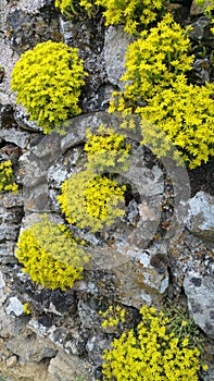 Clumps of yellow rockery plants on old stone wall