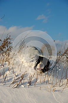 Clumsy dog and the snow
