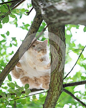 Clumsy maine coon cat climbing on tree