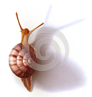 Clumsy snail with spiral shell