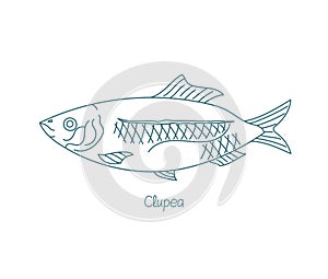 Clupea fish. Or herrings. Open paths. Editable stroke. Custom line thickness.