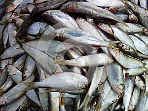 Clupeid herring