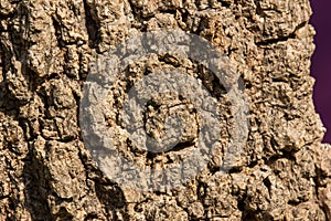 Cluse up of Indian cork tree