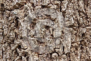 Cluse up of Indian cork tree
