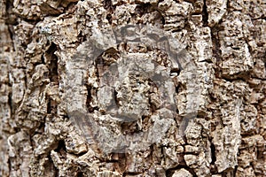 Cluse up of Indian cork tree