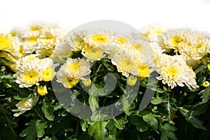 Cluse up soft yellow Chrysanthemum flower plant