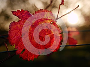 Cluse up view at carst vineyard in autumn colors at sunset. Dark red orange shadows of leaves