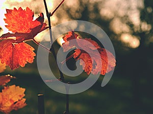 Cluse up view at carst vineyard in autumn colors at sunset. Dark red orange shadows of leaves