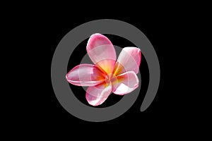 Cluseup head shot of pink frangipani flower isolated on black background