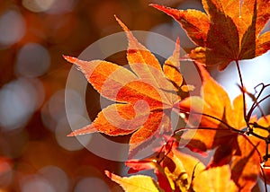 cluseup red leaf of a japanese maple tree - autumnal colors