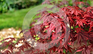 red leaf of a japanese maple tree in a garden